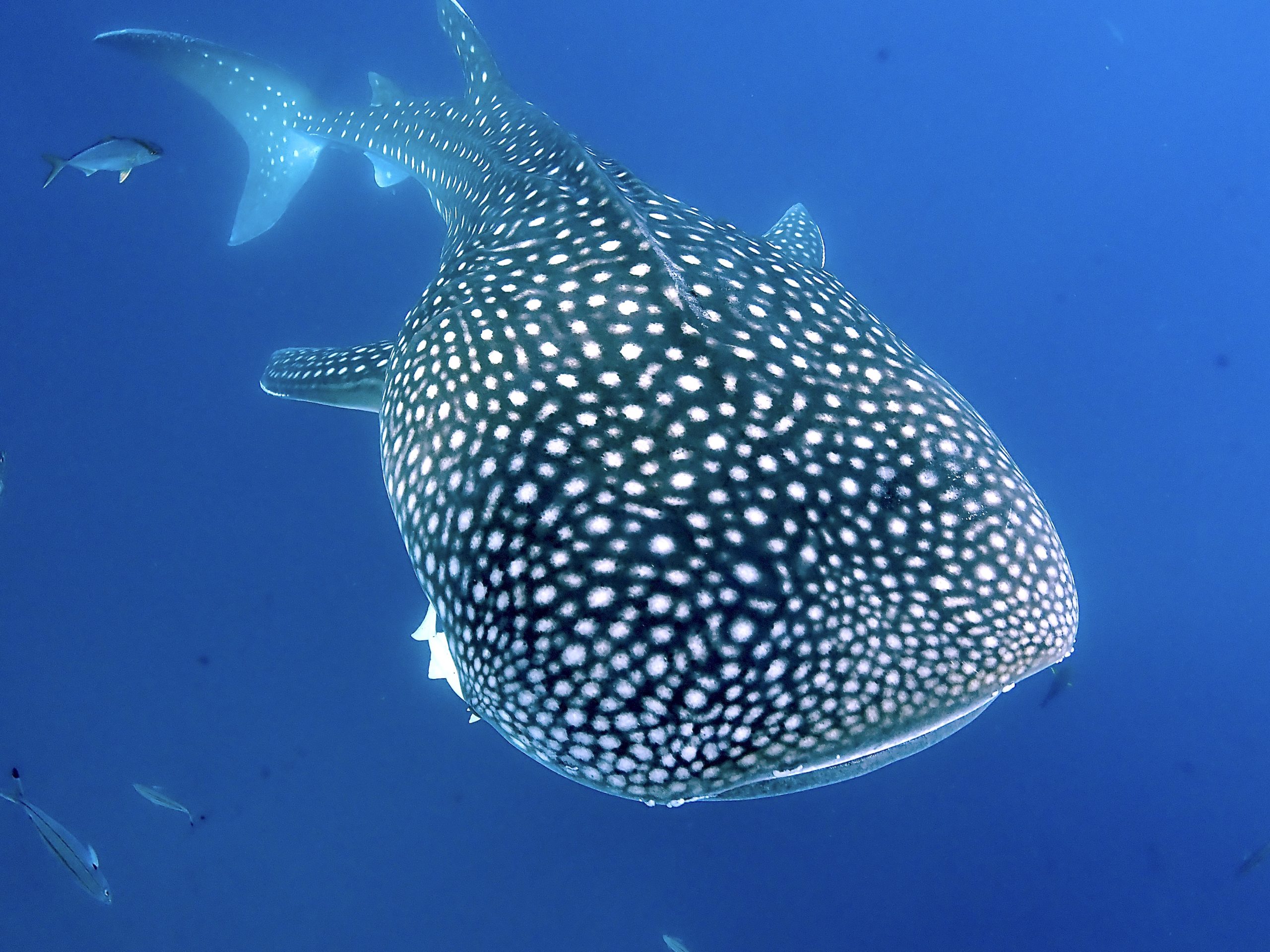 沖縄 ダイビング 沖縄 ジンベイザメダイビング