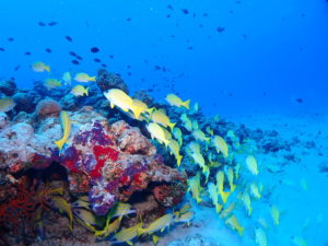 水納島 ファンダイビング