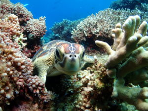 沖縄 ダイビングライセンス