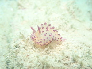 レッドビーチ ファンダイビング