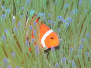 砂辺 ファンダイビング