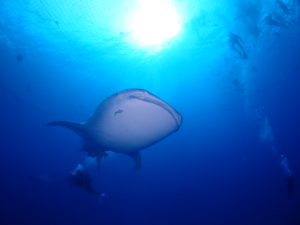 ジンベエザメ ファンダイビング