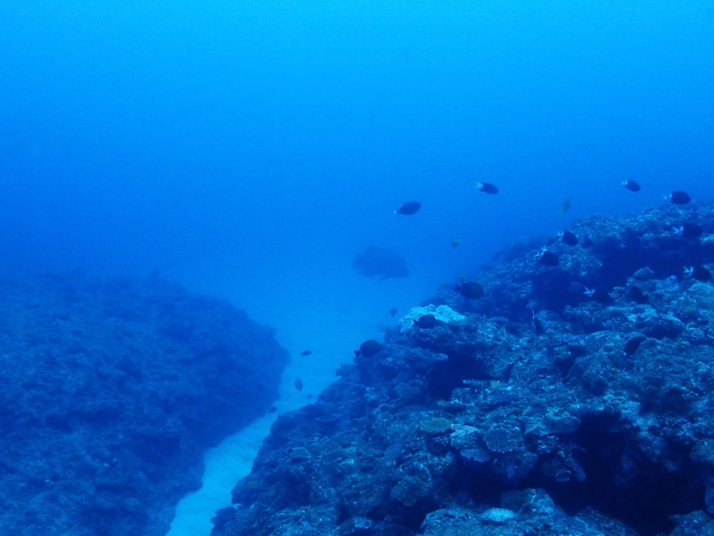 真栄田岬 ナポレオンフィッシュ