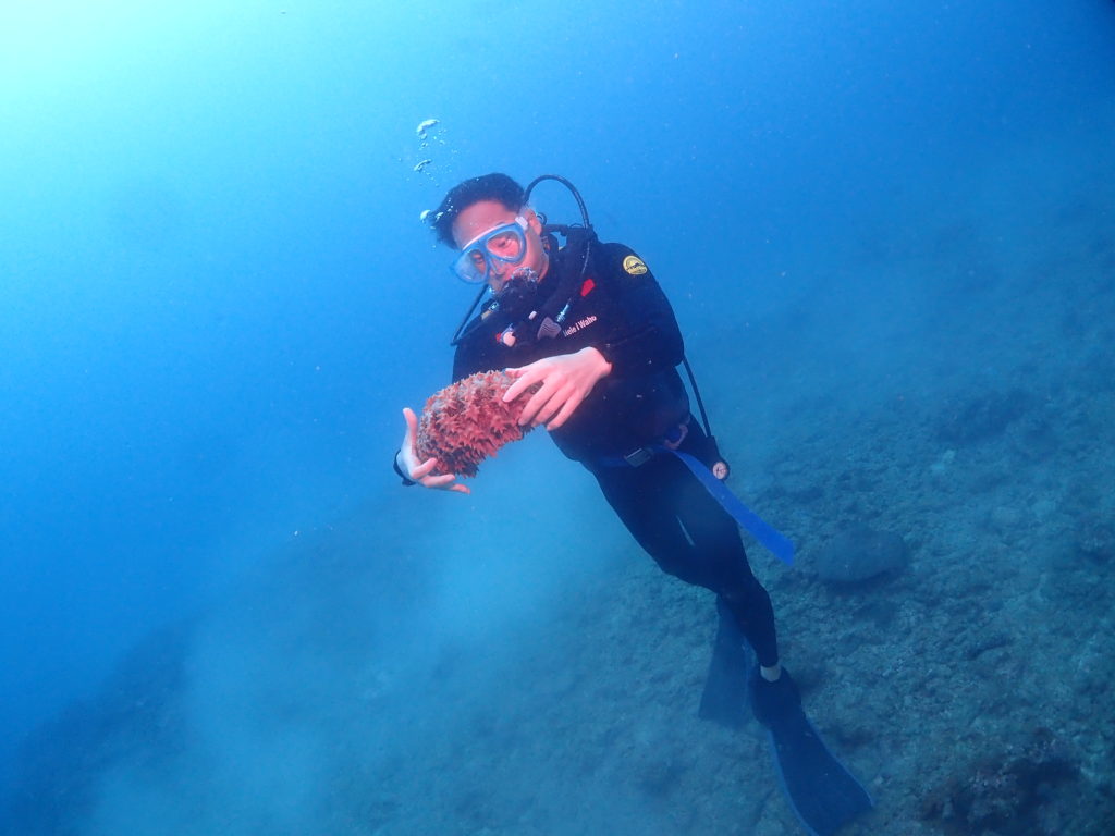 砂辺　バイカナマコ