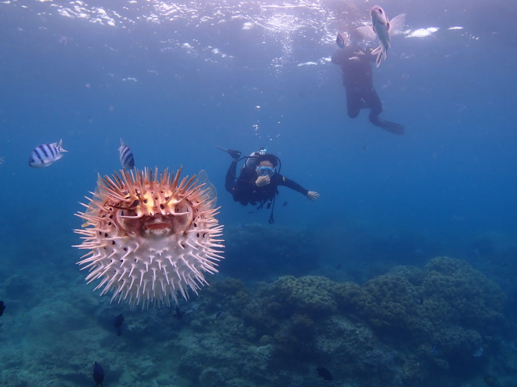 砂辺　ハリセンボン