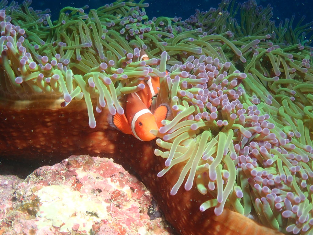 カクレクマノミ　ニモ