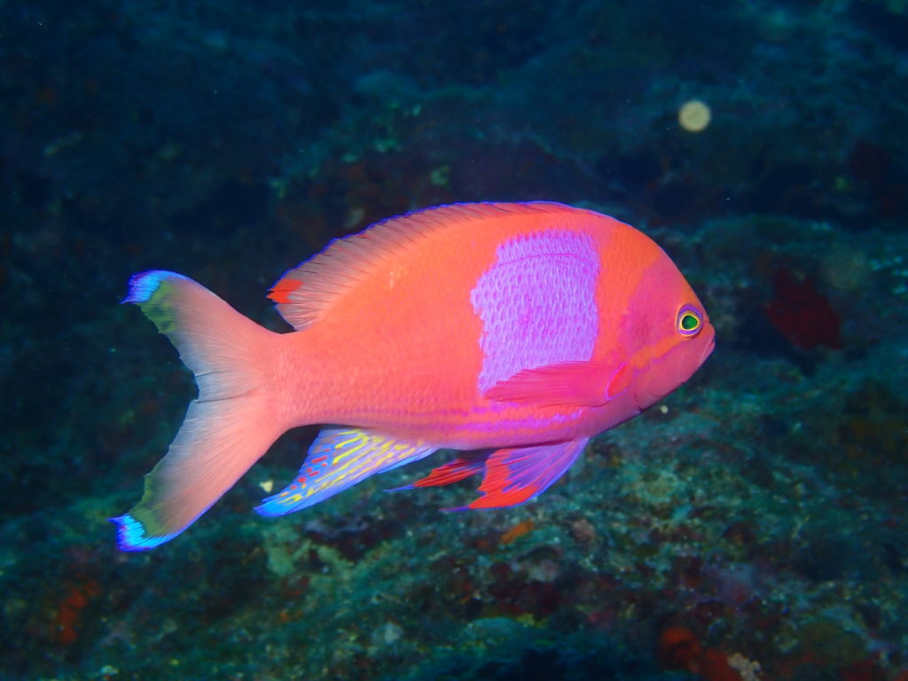 スミレナガハナダダイ　沖縄