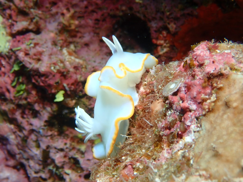 メレンゲウミウシ　沖縄