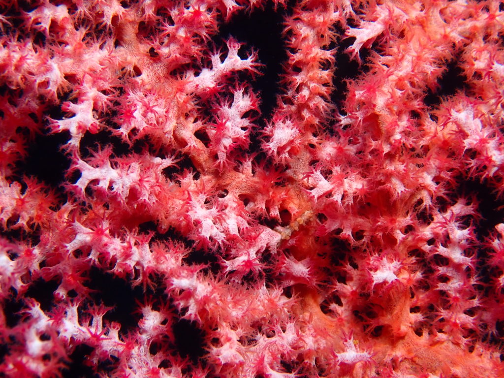 ピグミーシーホース 残波岬