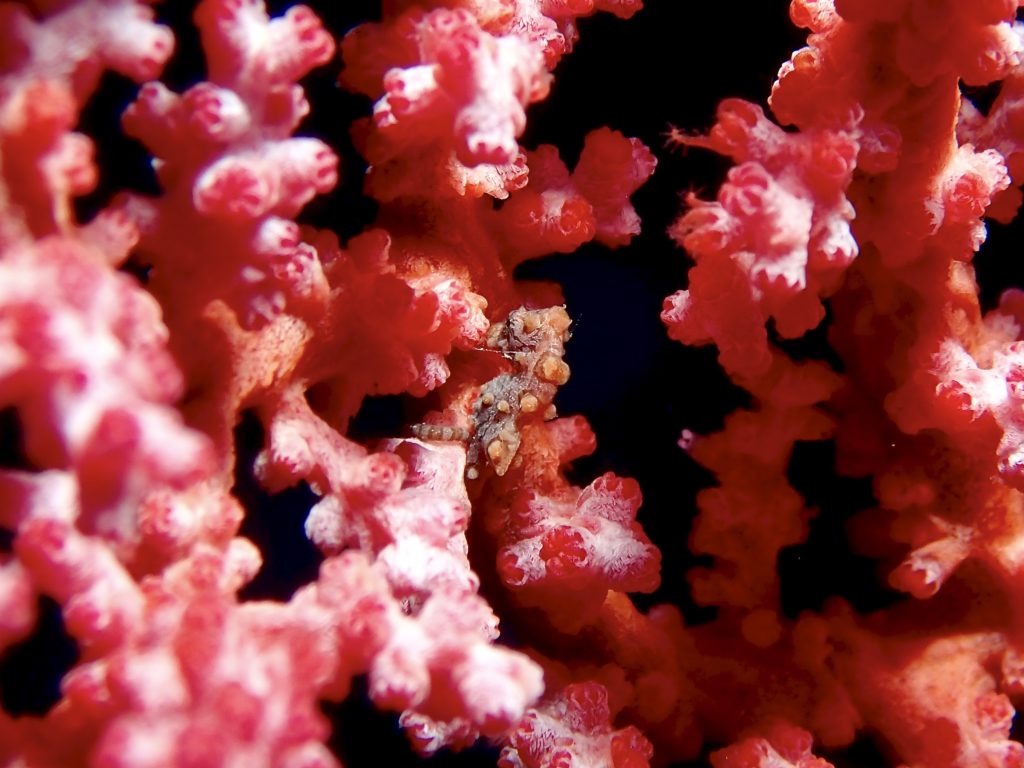 ピグミーシーホース 残波岬