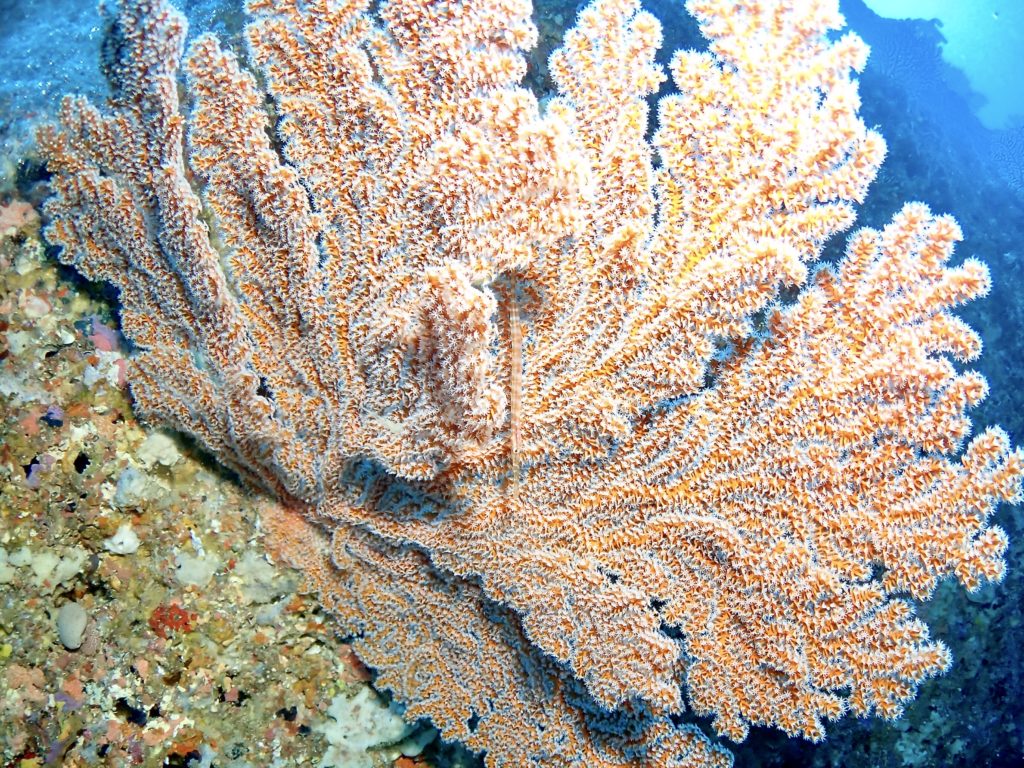 アオヤガラ 残波