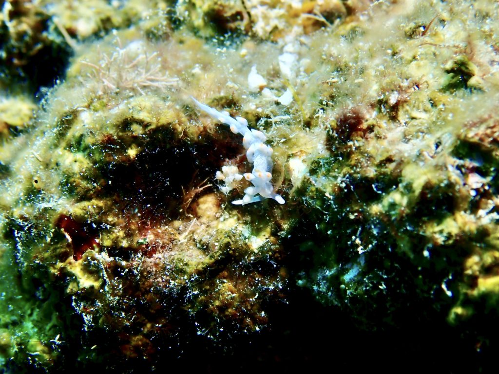 サキシマミノウミウシ 残波