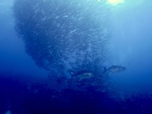 粟国 ファンダイビング