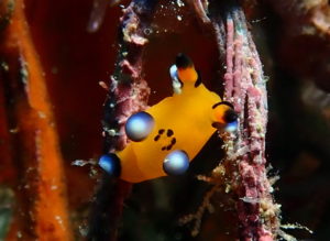 宜野湾沖 ファンダイビング