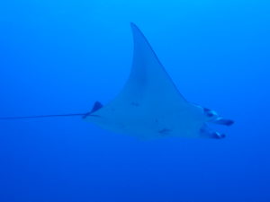 慶良間 ファンダイビング