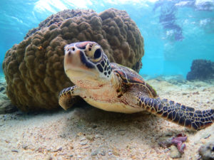 大度海岸 ファンダイビング