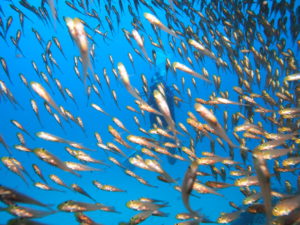 糸満 ファンダイビング