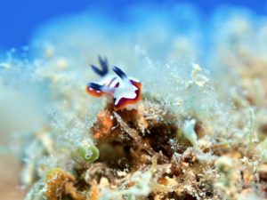 天願 ファンダイビング