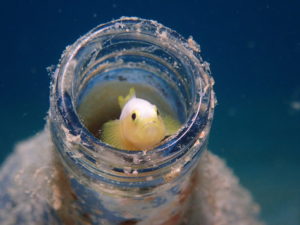 石切 ファンダイビング