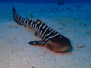 石切 ファンダイビング