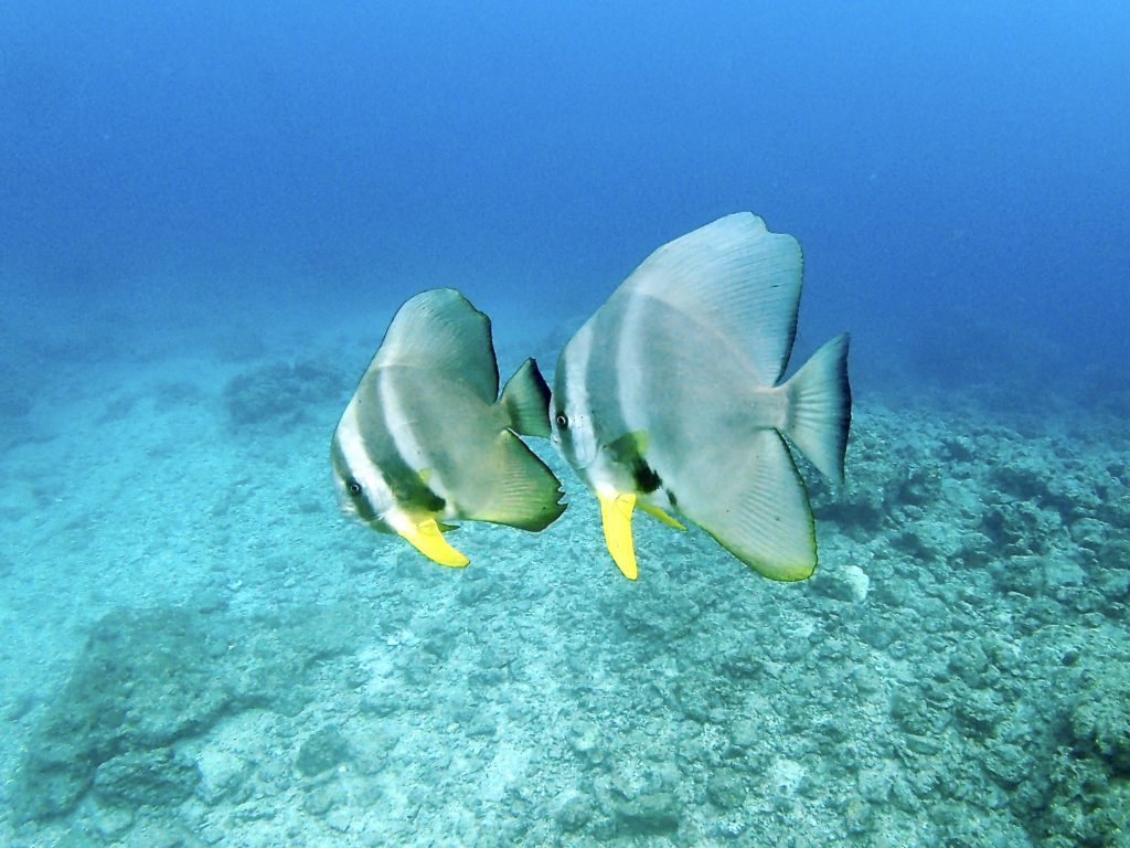 ツバメウオ 真栄田岬