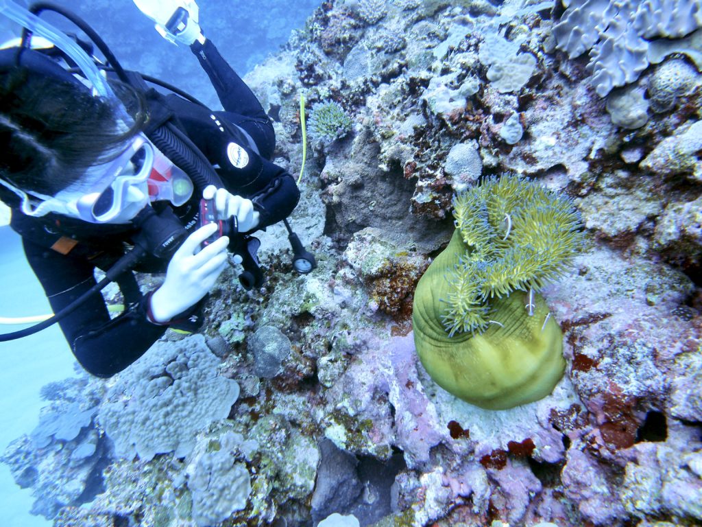 水中写真 アドバンス講習