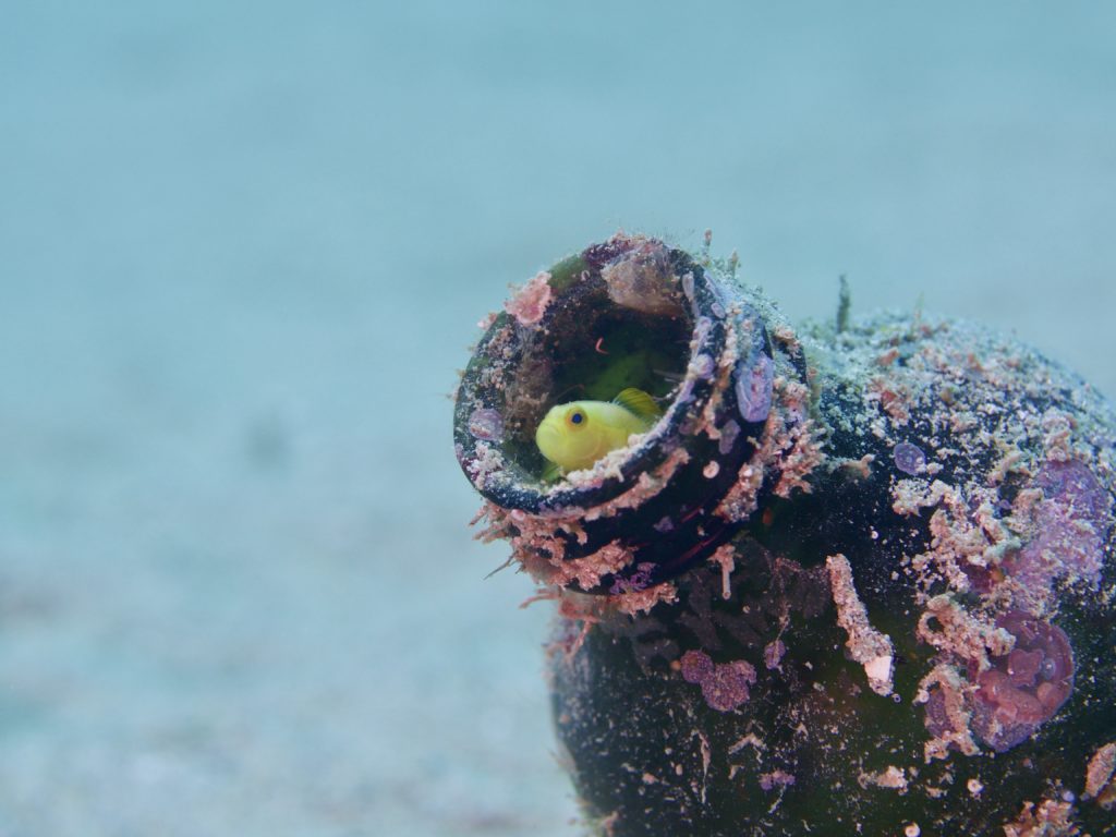 ナカモトイロワケハゼ 牧港