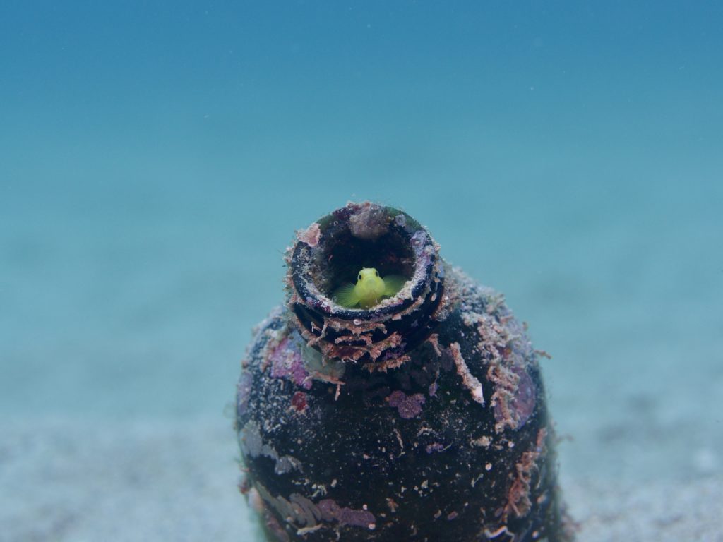 ナカモトイロワケハゼ 牧港