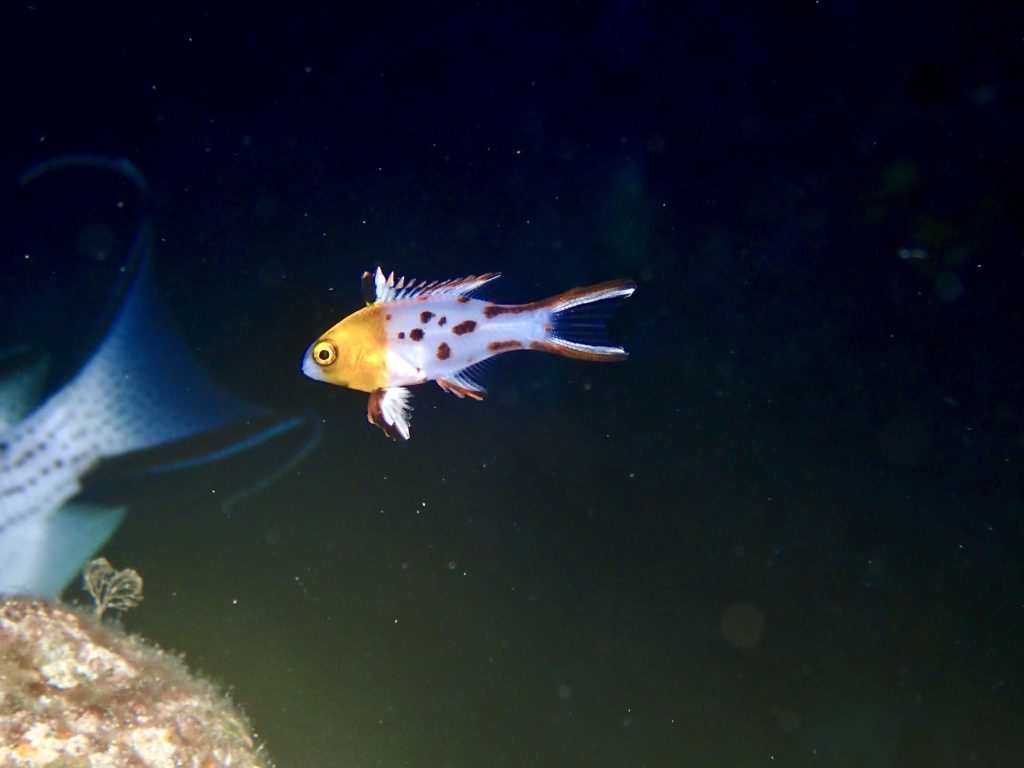 ヒオドシベラ　幼魚