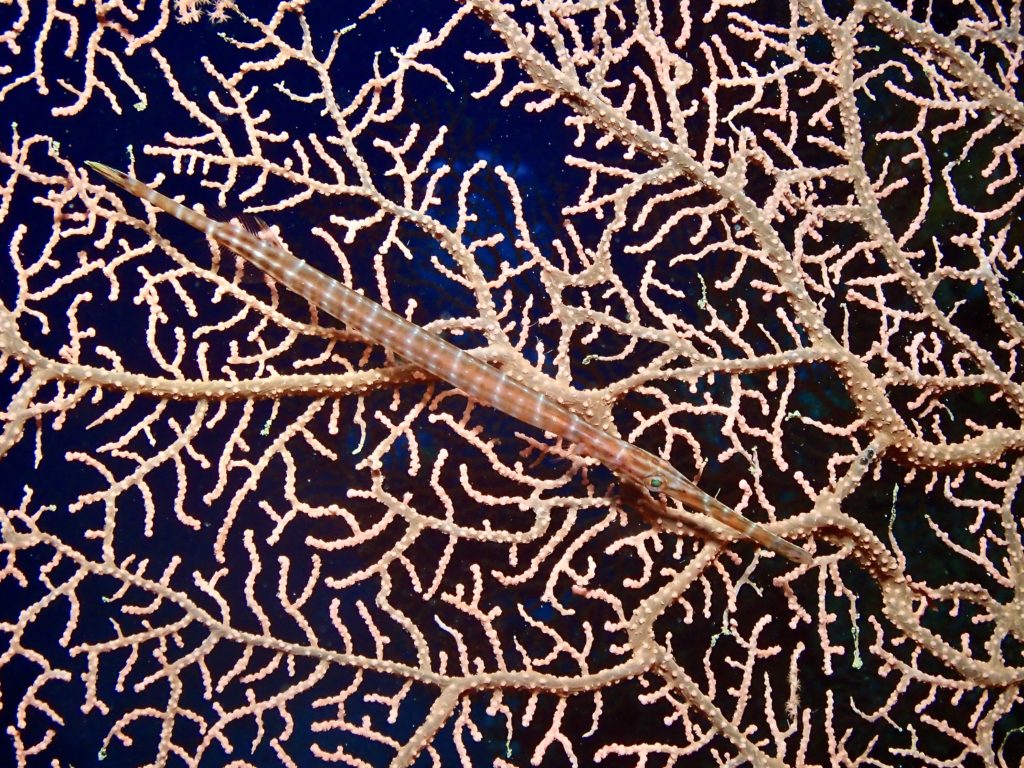 アオヤガラ　幼魚