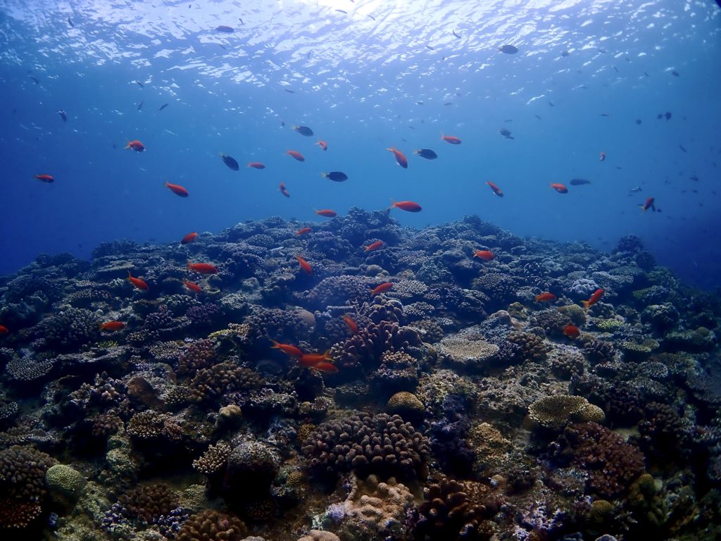 キンギョハナダイ　恩納村