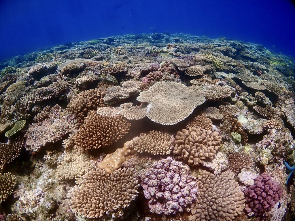 サンゴの森　万座