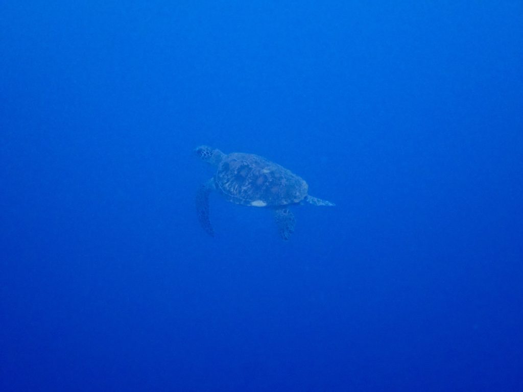 ウミガメ　ホーシュー