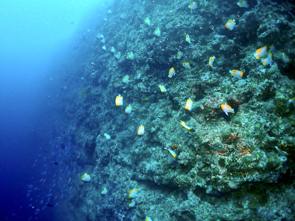 カスミチョウチョウオ　恩納村万座