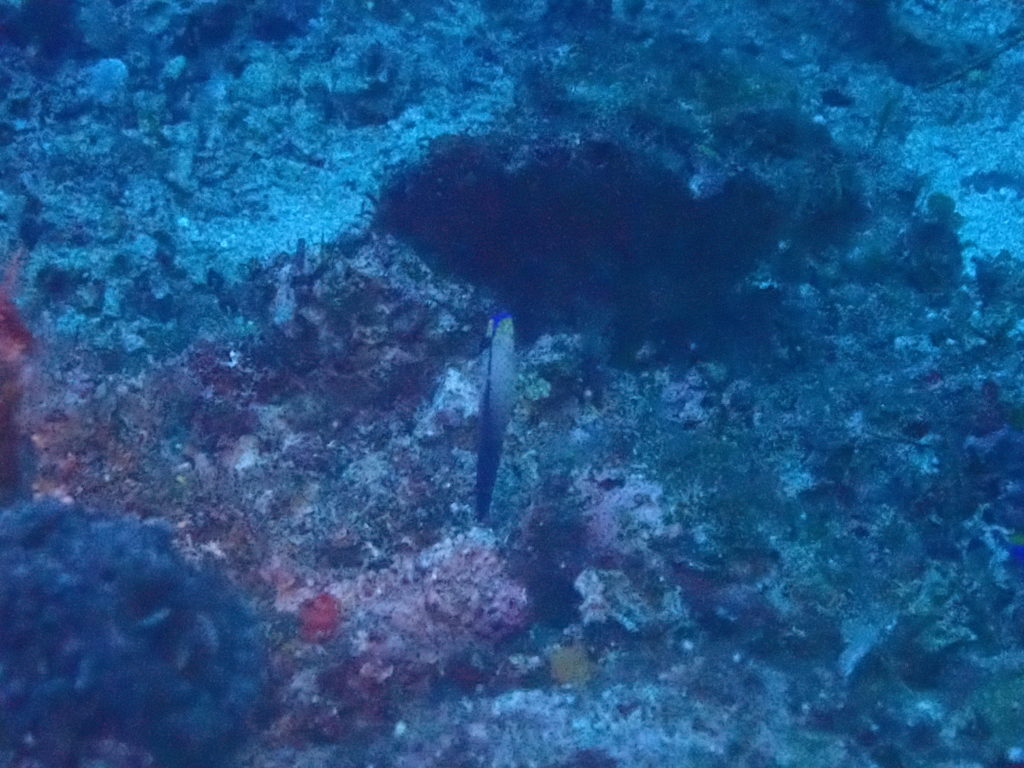 アケボノハゼ　恩納村万座