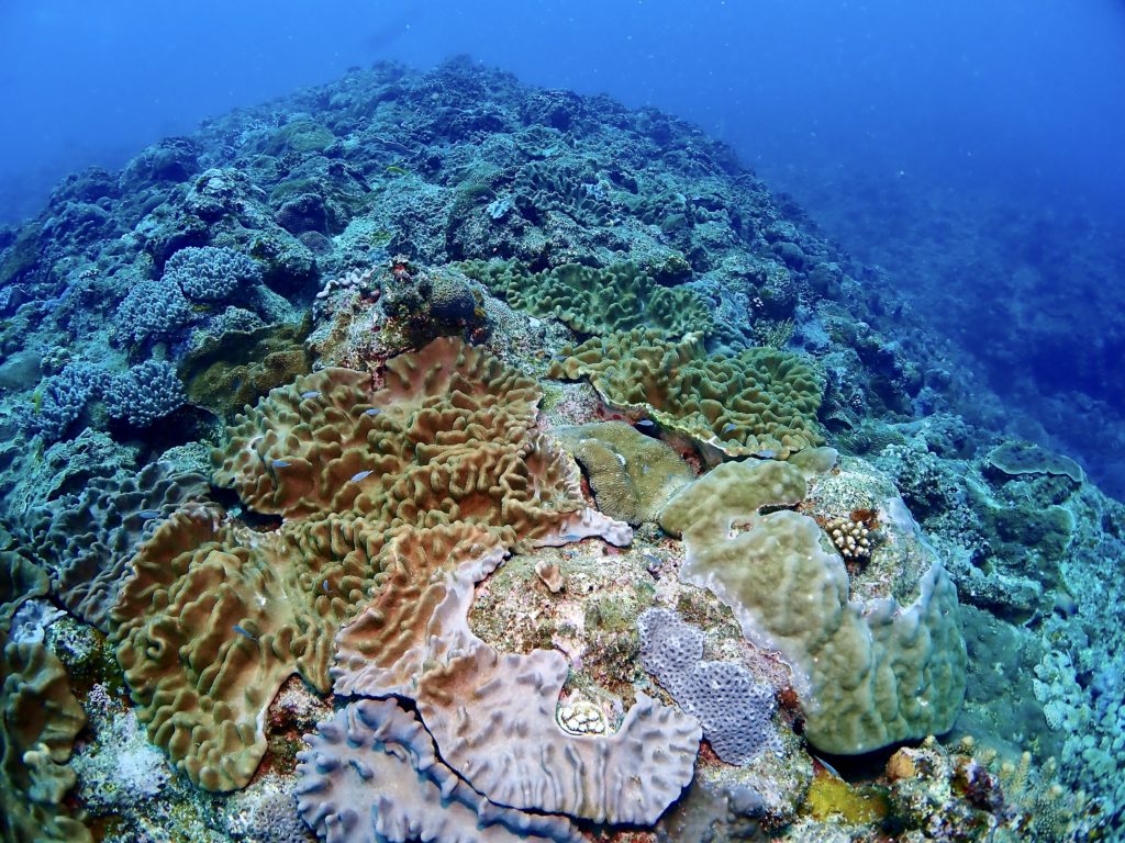 沖縄　南部　ファンダイビング