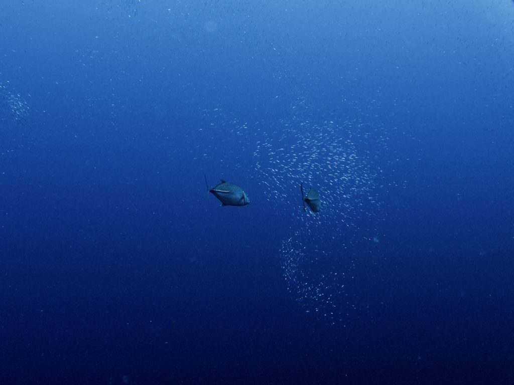 恩納村　カスミアジ