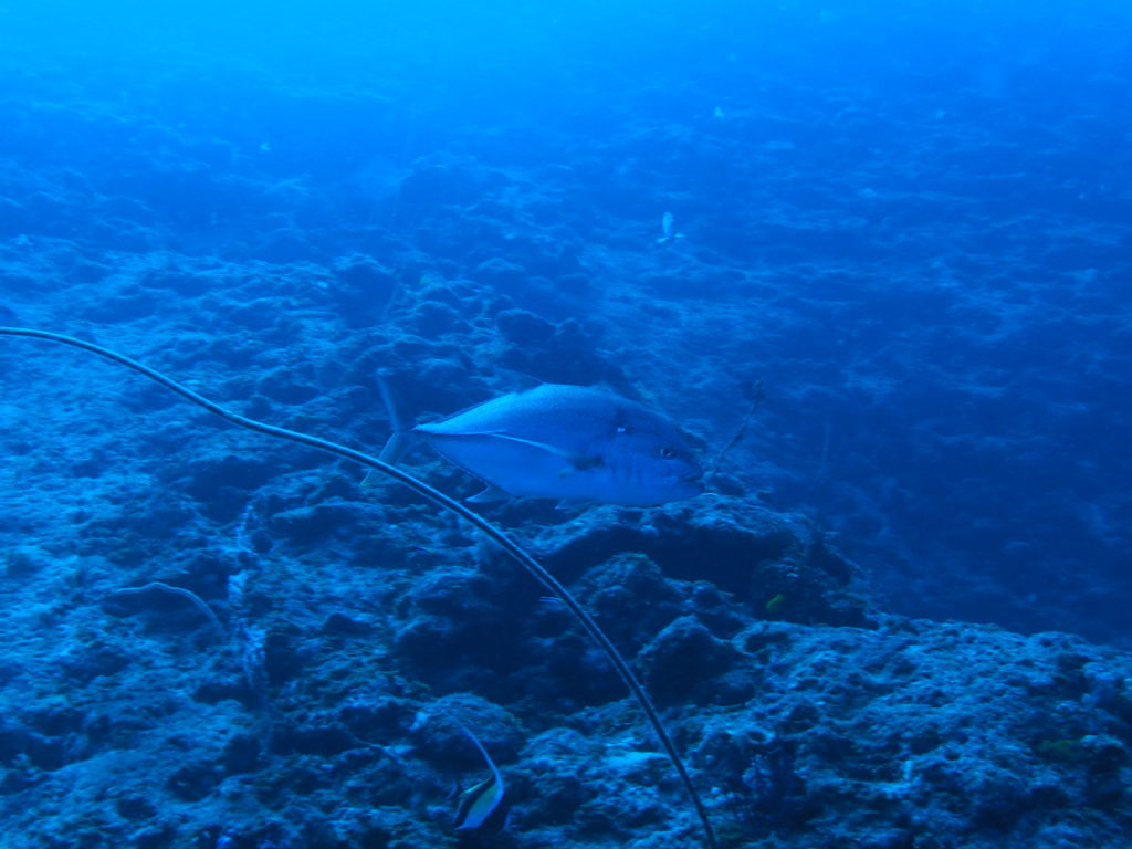 恩納村　カスミアジ