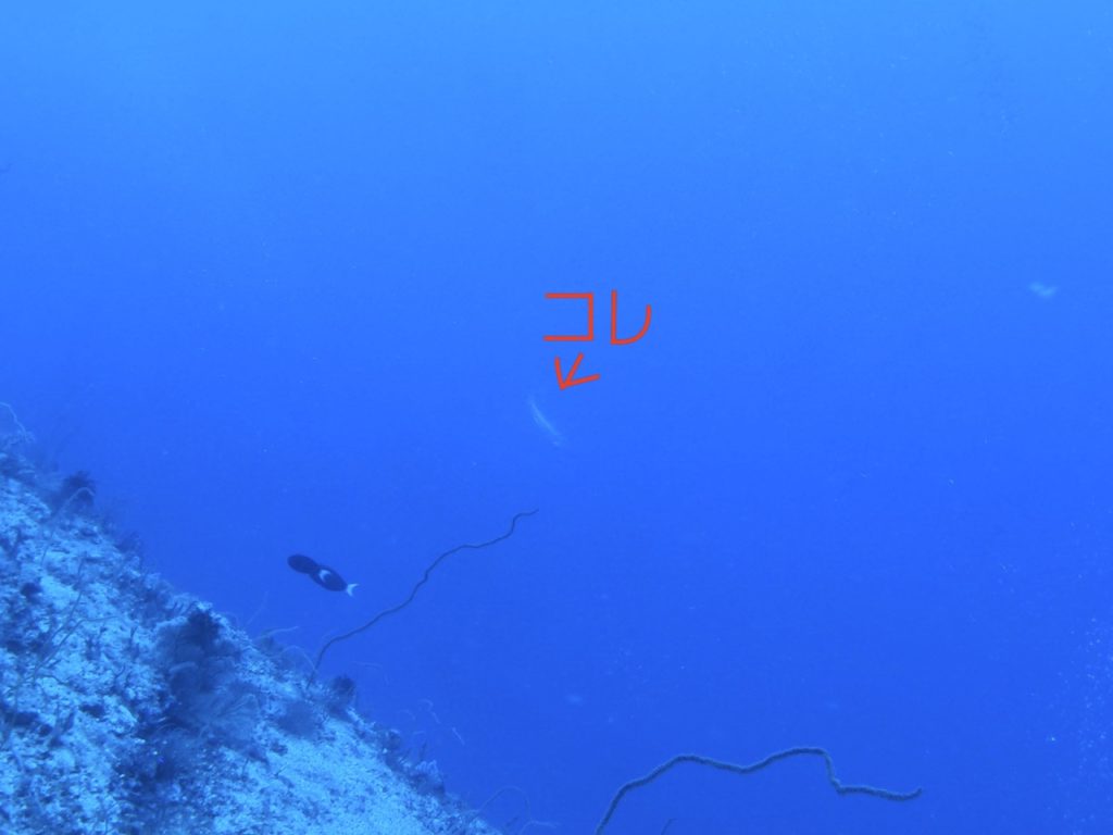 恩納村　ニタリ