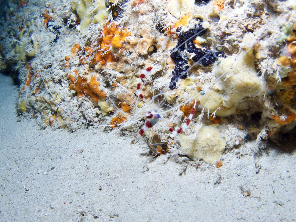 恩納村　オトヒメエビ