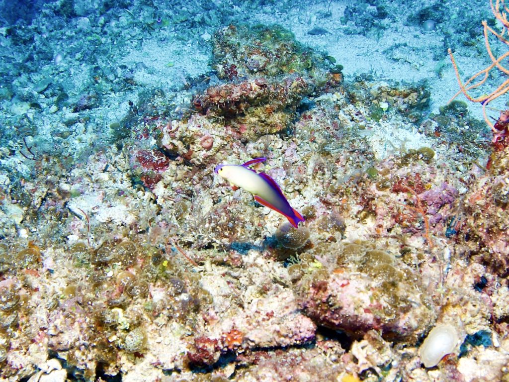 恩納村　アケボノハゼ