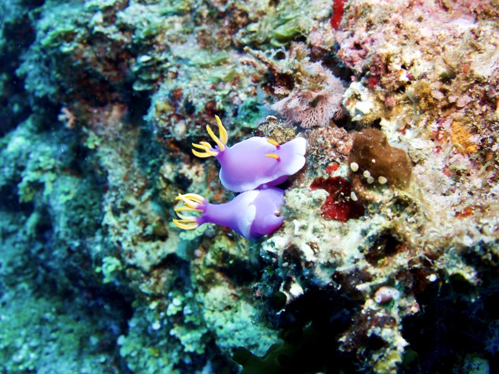 恩納村　シンデレラウミウシ