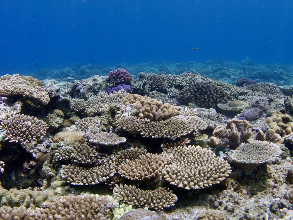 恩納村　サンゴ礁
