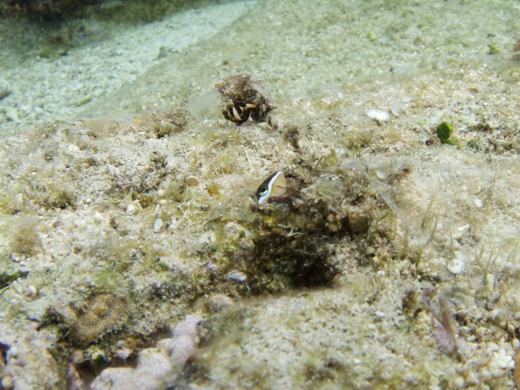 恩納村　クロスジギンポ