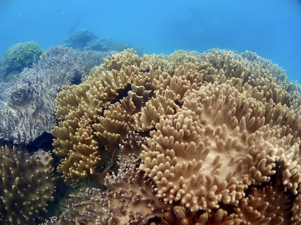 沖縄 ソフトコーラル