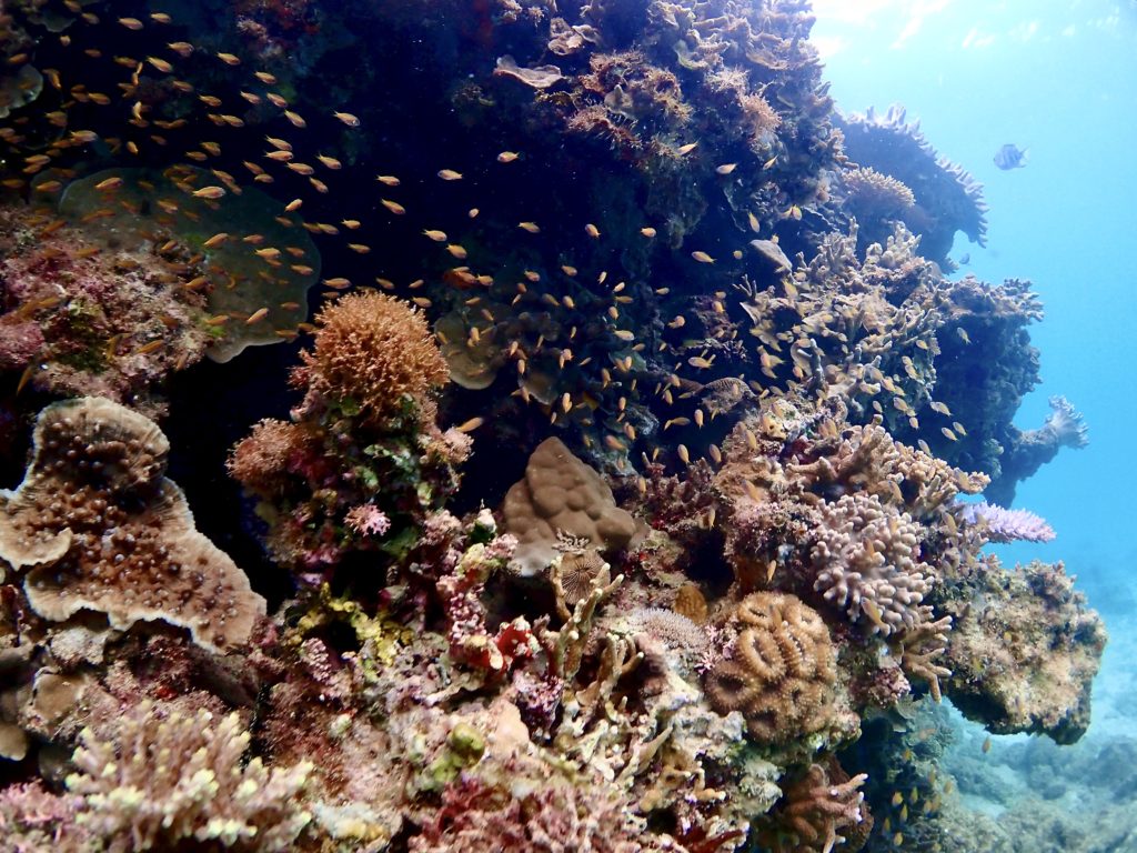 沖縄 キンメモドキ