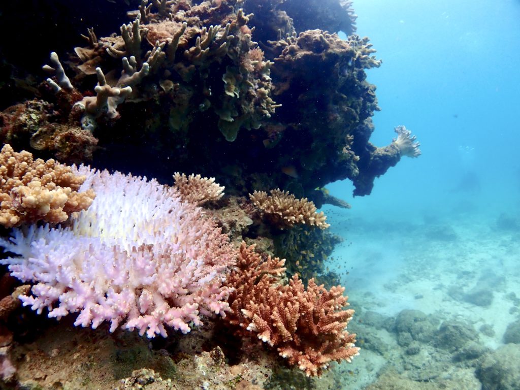 沖縄 ダイブマスター講習