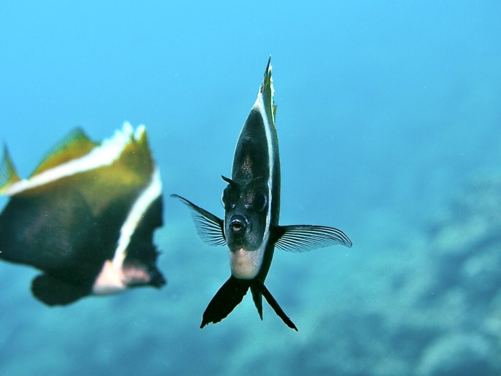 恩納村 ツノハタタテダイ
