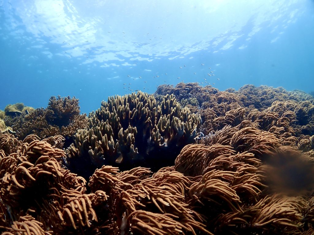 沖縄 ソフトコーラル