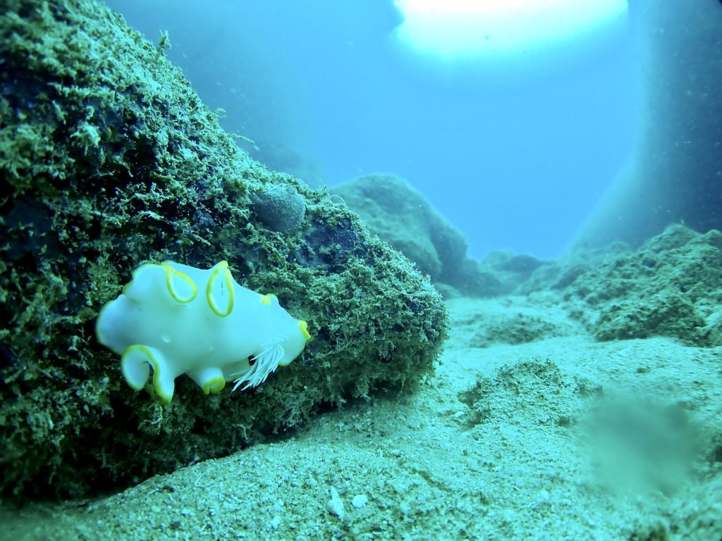 沖縄 メレンゲウミウシ